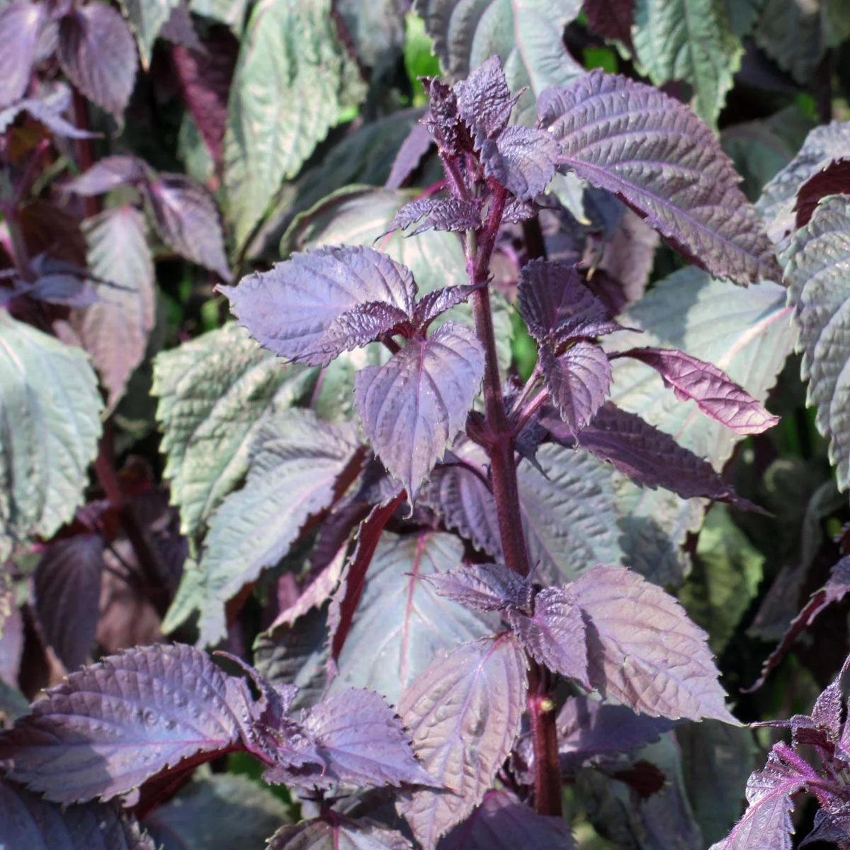 Semillas de shiso rojo