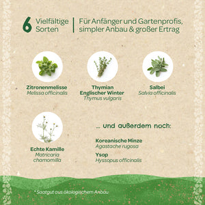 Seis hierbas diferentes para principiantes y profesionales de la jardinería, ilustradas con imágenes de melisa, tomillo, salvia, manzanilla, menta coreana e hisopo sobre un fondo beige.
