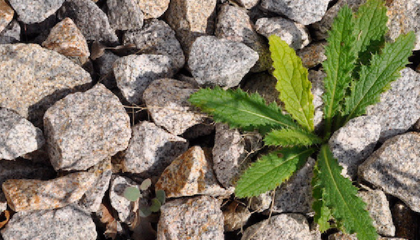 Buchrezension: Der Kies muss weg