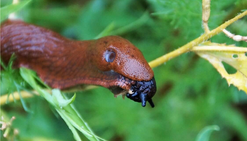schädlingsfrei: Schädlinge im Garten natürlich bekämpfen