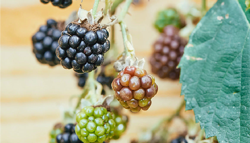 Superfoods aus eigenem Anbau Teil 1