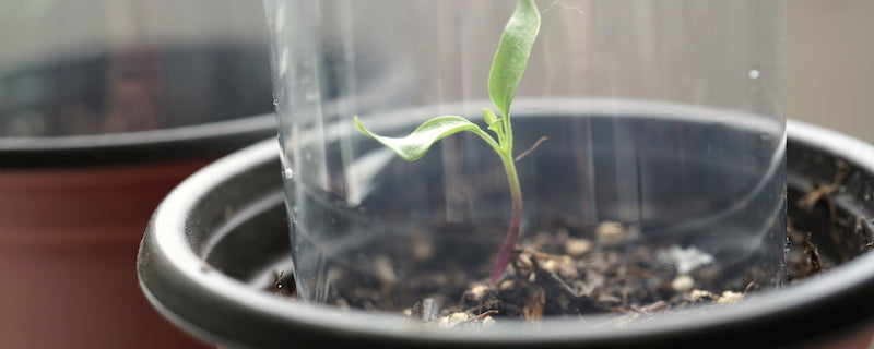Construye tu propio mini invernadero con una botella de plástico