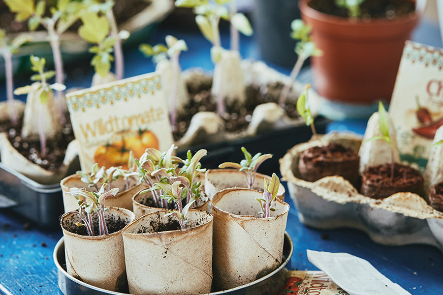 Bandejas de cultivo