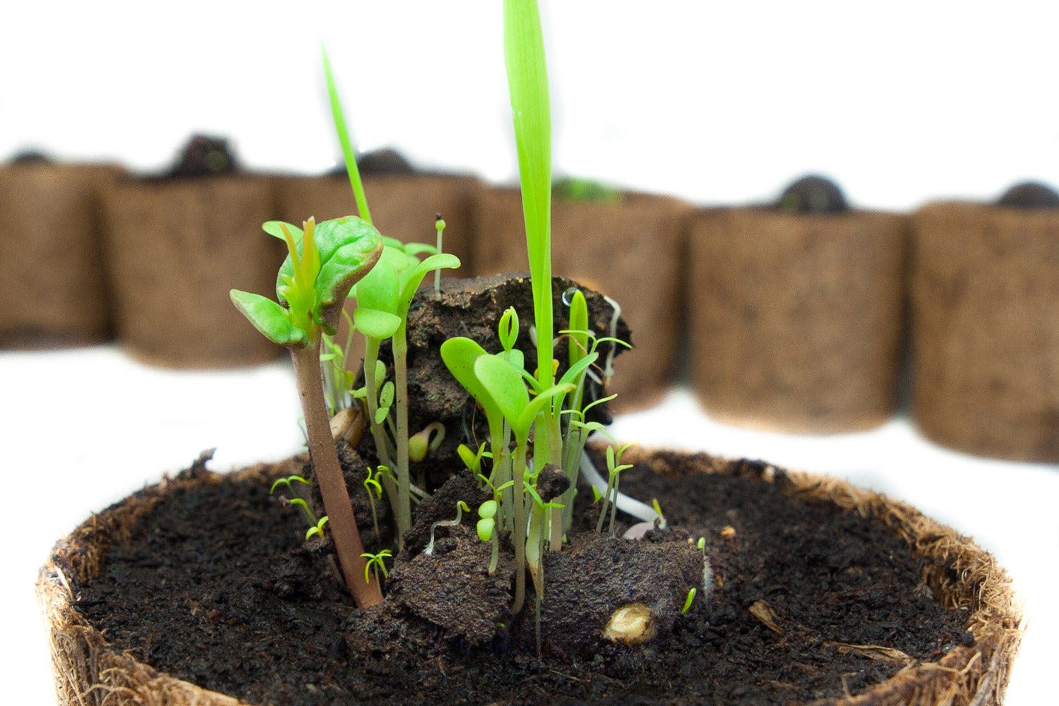 Germinadores claros y germinadores oscuros y cómo cultivarlos correctamente