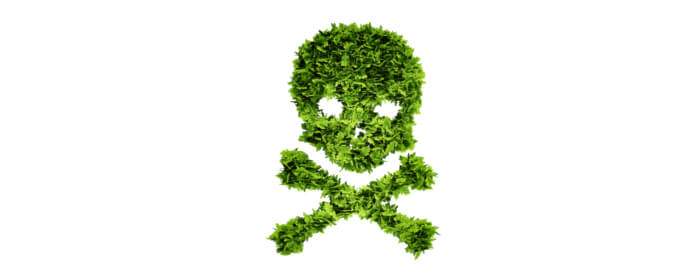 Plantas venenosas para niños