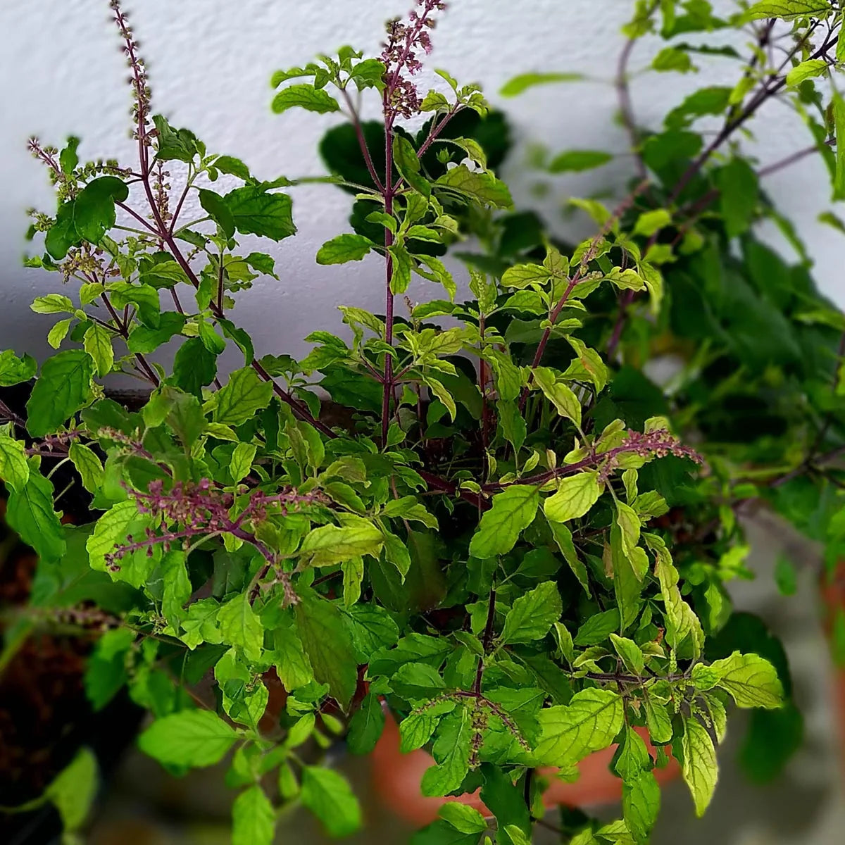 Semillas de albahaca sagrada / Tulsi