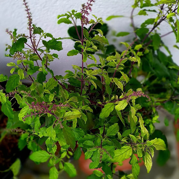Semillas de albahaca sagrada / Tulsi