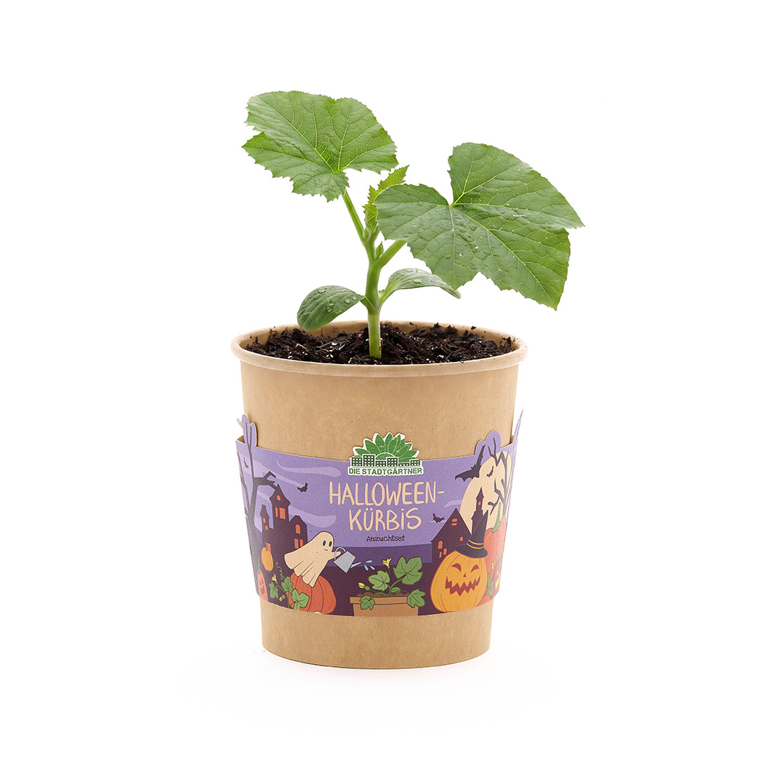 Calabaza de Halloween - Vaso