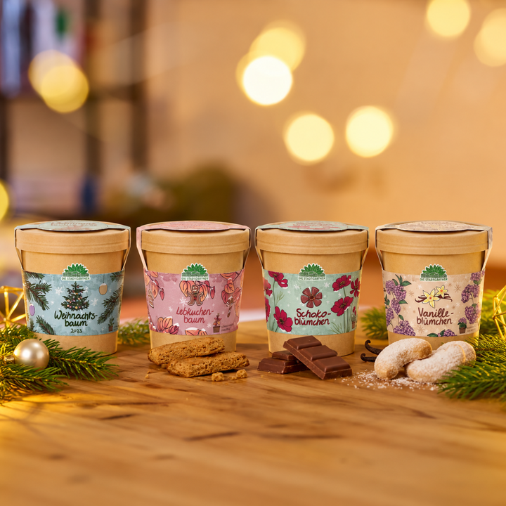Set de cultivo festivo - 4 variedades navideñas