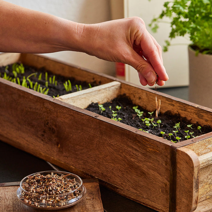Planta a mano semillas en una caja de madera con tierra y plántulas jóvenes.