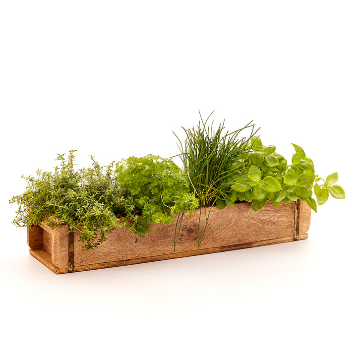 Caja de madera con diversas hierbas frescas como tomillo, perejil, cebollino y albahaca.
