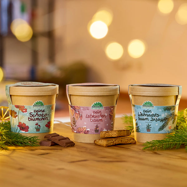 Tres macetas decorativas con las etiquetas “Tu flor de chocolate”, “Tu árbol de jengibre” y “Tu árbol de Navidad 2023” se encuentran sobre una mesa de madera, rodeadas de ramas de abeto, trozos de chocolate y pan de jengibre, con luces cálidas y borrosas de fondo.
