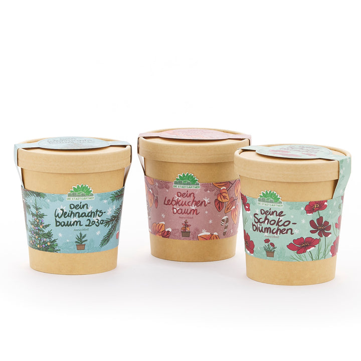 Tres macetas marrones con etiquetas de colores, rotuladas "Tu árbol de Navidad", "Tu árbol de jengibre" y "Tus flores de chocolate".