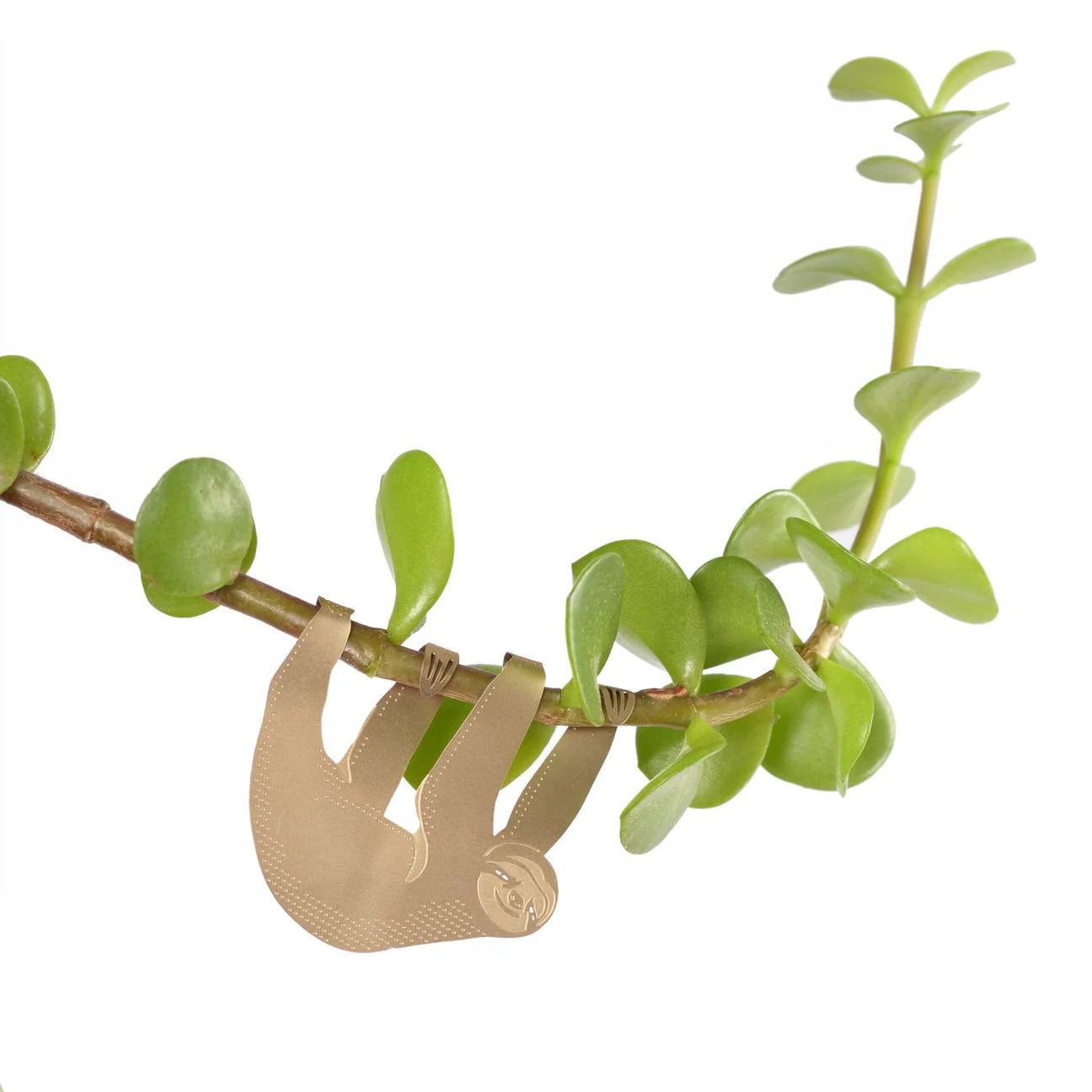 Perezoso animal vegetal
