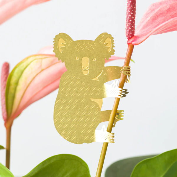 Planta animal Koala