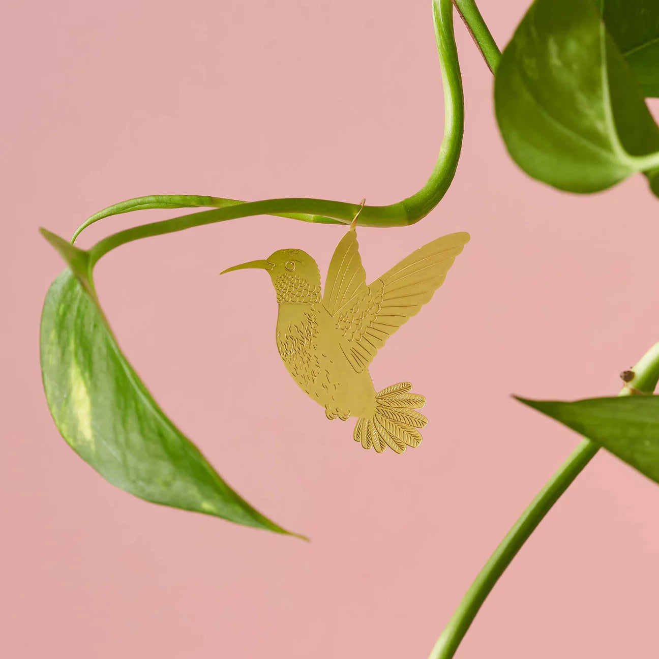 Colibrí planta-animal