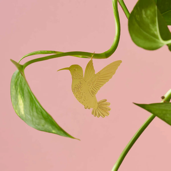 Colibrí planta-animal