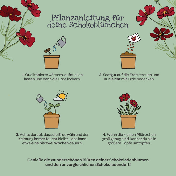 Instrucciones de plantación de flores de chocolate con cuatro pasos ilustrados: regar la tableta de expansión, sembrar las semillas, mantener húmedas y trasplantar las plantas; rodeadas de flores de chocolate rojas.
