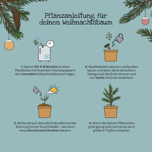 Ilustración con instrucciones para cultivar un árbol de Navidad, incluyendo macetas dibujadas, semillas, tierra, regadera y ramas de abeto, así como pasos de texto para sembrar, regar, germinar y trasplantar.