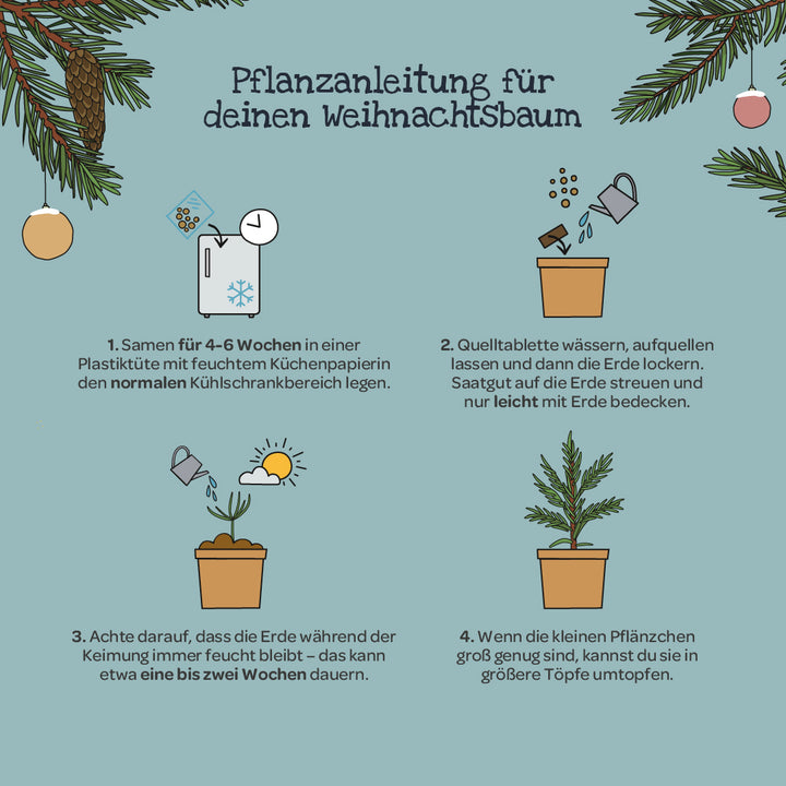 Ilustración con instrucciones para cultivar un árbol de Navidad, incluyendo macetas dibujadas, semillas, tierra, regadera y ramas de abeto, así como pasos de texto para sembrar, regar, germinar y trasplantar.