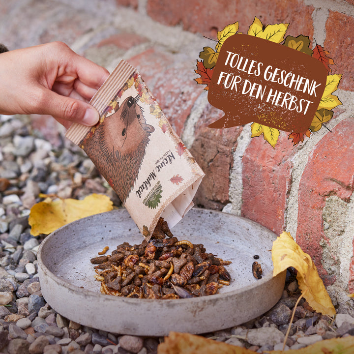 Una mano llena comida para erizos desde una bolsa a un recipiente junto a una pared de ladrillos, con hojas de otoño en el fondo.
