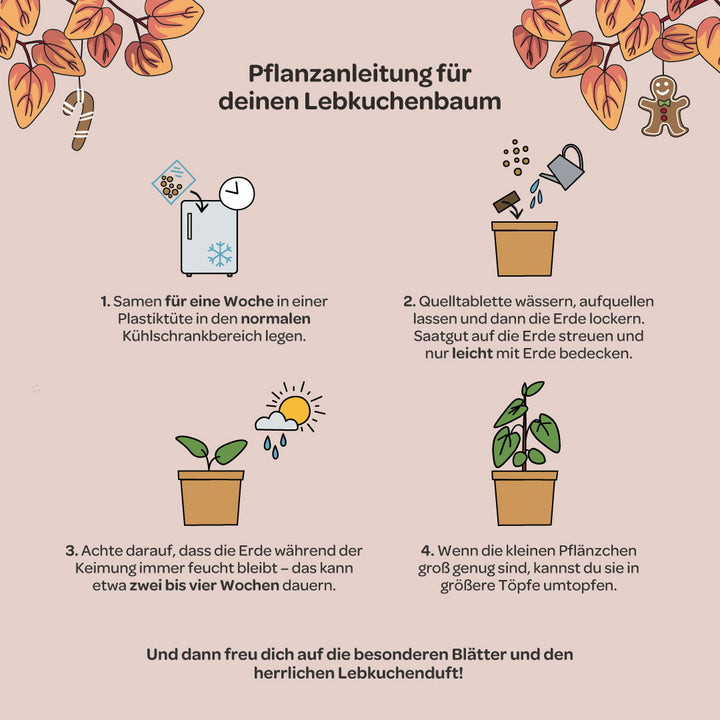 Instrucciones ilustradas para plantar un árbol de jengibre, incluidos los pasos para enfriar las semillas, regar, cubrir con tierra, mantener húmedo y trasplantar, sobre un fondo beige con hojas de otoño y símbolos navideños.