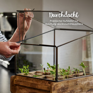 Una persona abre el techo de cristal de un pequeño invernadero de metal y madera con plantas jóvenes en su interior.