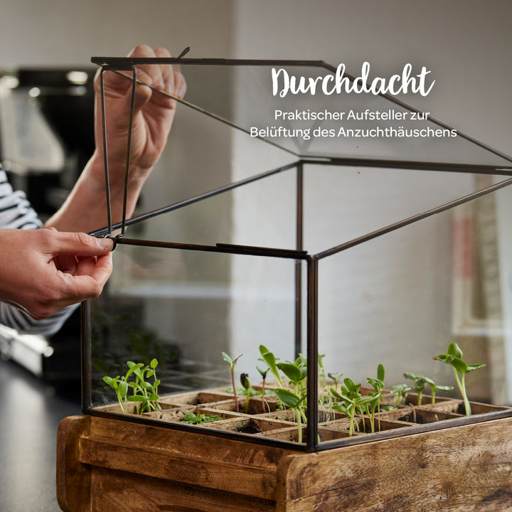 Una persona abre el techo de cristal de un pequeño invernadero de metal y madera con plantas jóvenes en su interior.