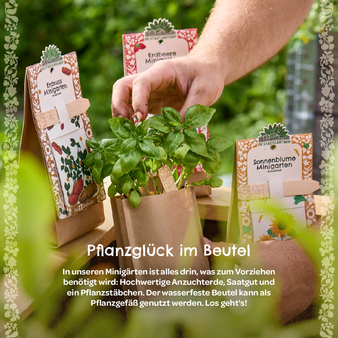 Una mano toca una planta de albahaca dentro de una bolsa marrón, junto a la cual hay kits de jardinería en miniatura para maní, fresas y girasoles en una mesa de madera afuera.