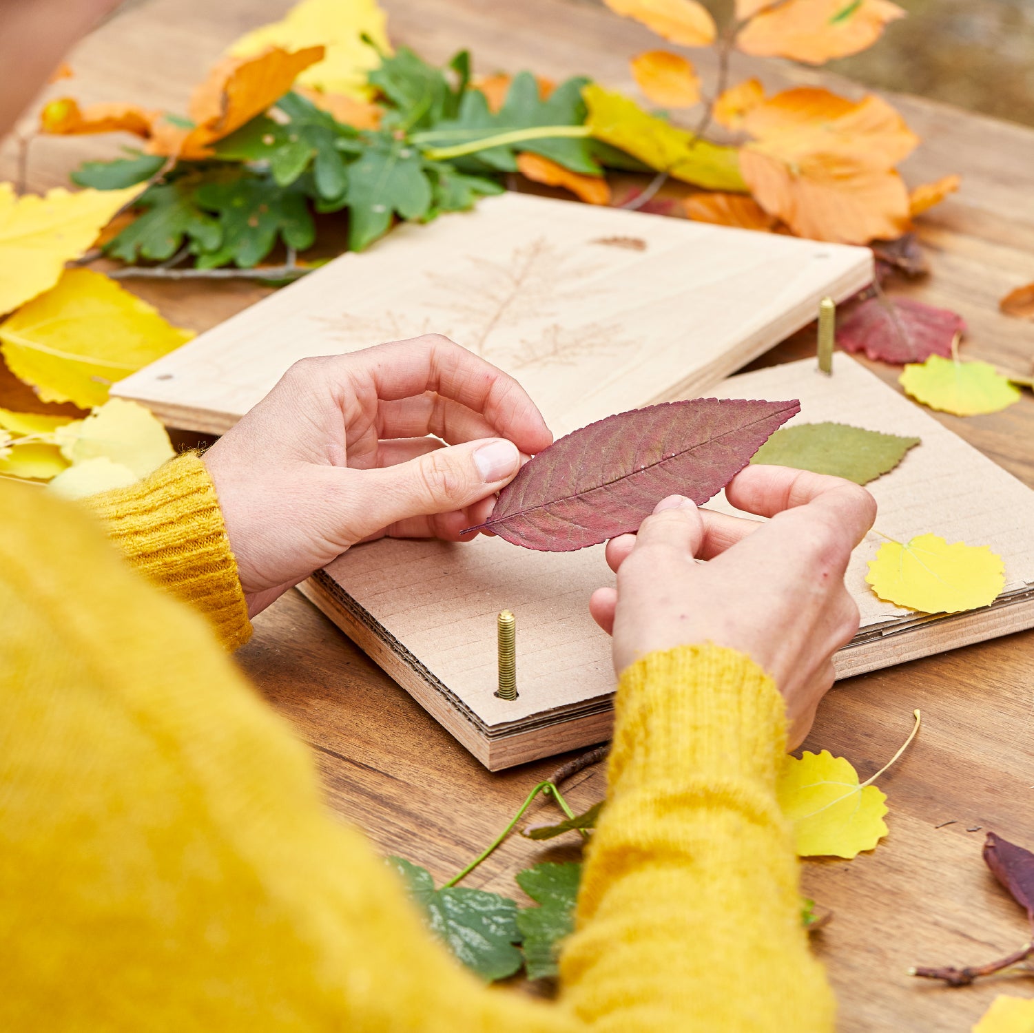 Una persona con un suéter amarillo coloca hojas de otoño de colores en una prensa de plantas sobre una mesa de madera.