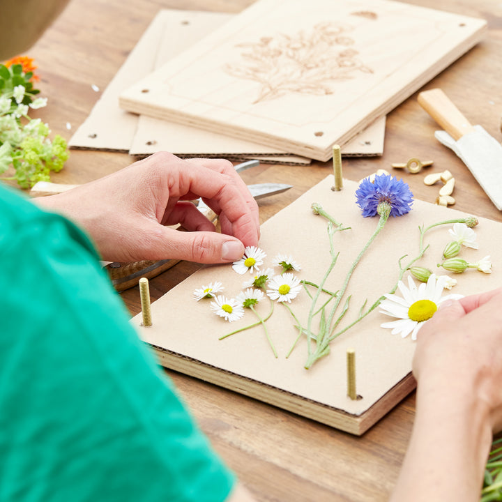 Una persona coloca diversas flores, incluidas margaritas y acianos, en una prensa de flores de madera sobre una mesa.