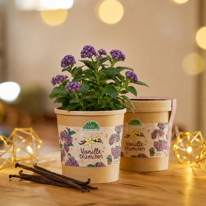 Vanilleblume aus dem Becher