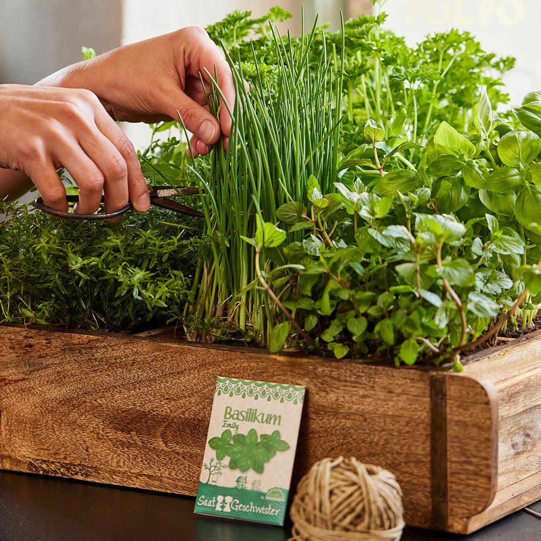 Las manos cortan hierbas frescas en una maceta de madera, incluidas albahaca y cebollino.