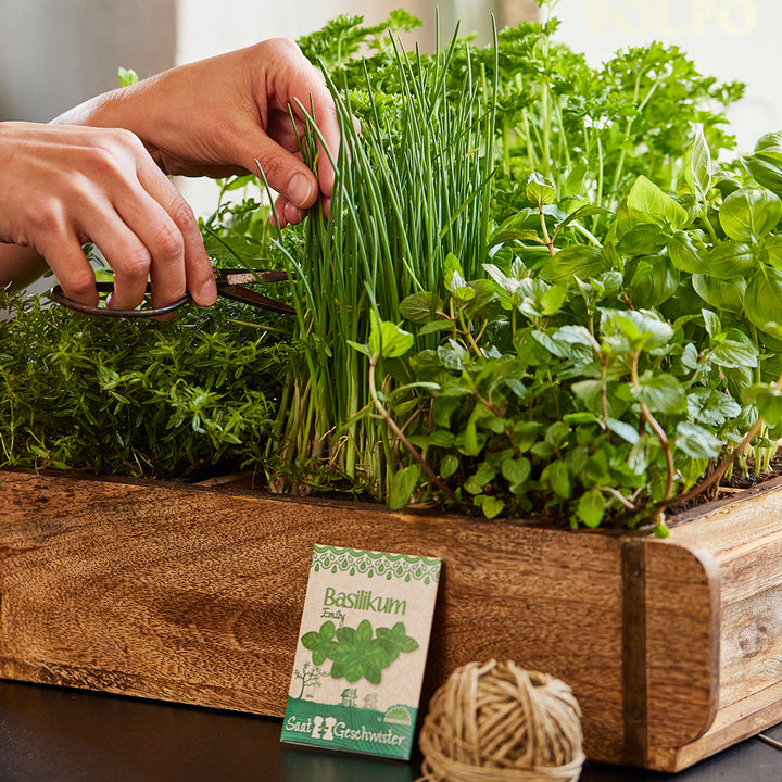 Las manos cortan hierbas frescas en una maceta de madera, incluidas albahaca y cebollino.
