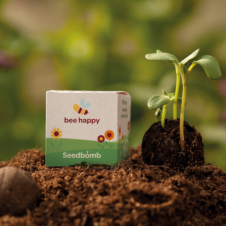 Planta germinando junto a un envase de "bomba de semillas Bee Happy" en el suelo.