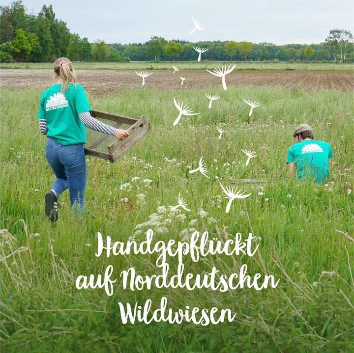 Dos personas con camisetas verdes recogen plantas en un prado silvestre del norte de Alemania, con dientes de león ilustrados en blanco y el texto "Recogido a mano en prados silvestres del norte de Alemania".