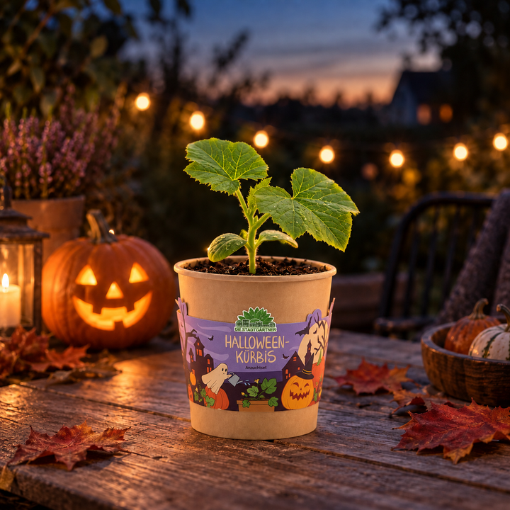 Calabaza de Halloween - Vaso