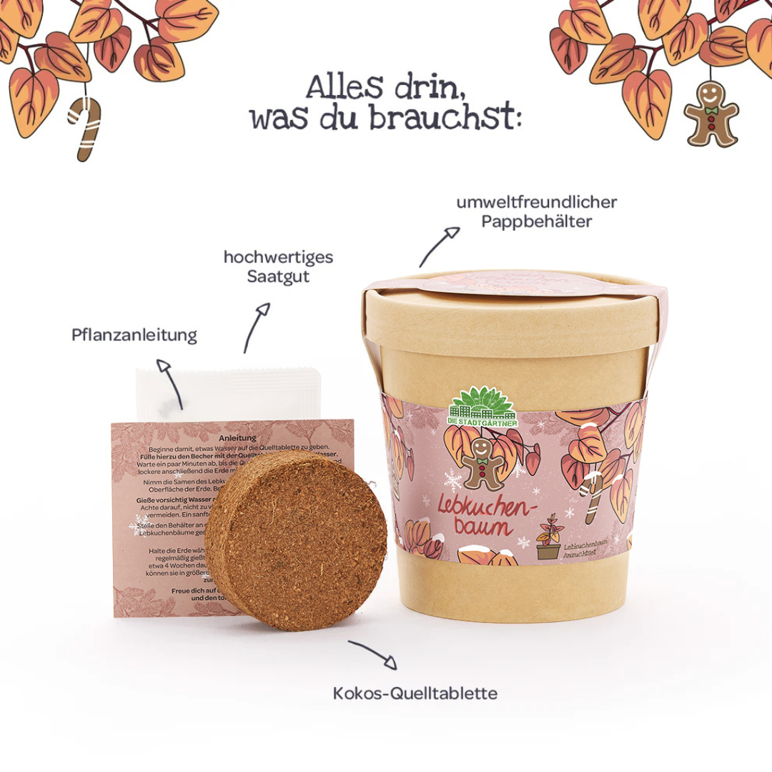 Inhalt des Lebkuchenbaum Anzuchtsets