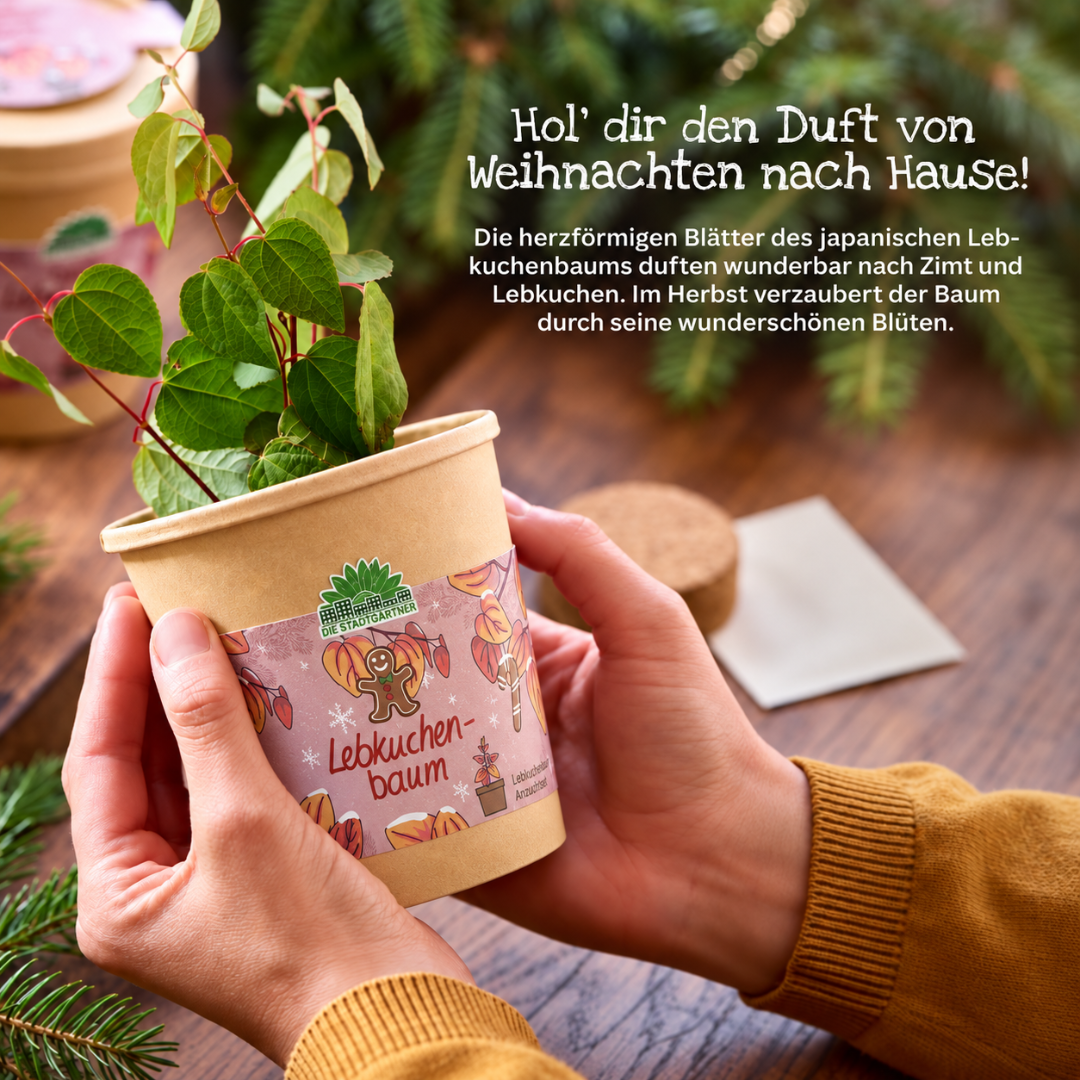 Hol dir den Duft von Weihnachten nach Hause