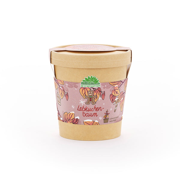 Árbol de jengibre de la taza