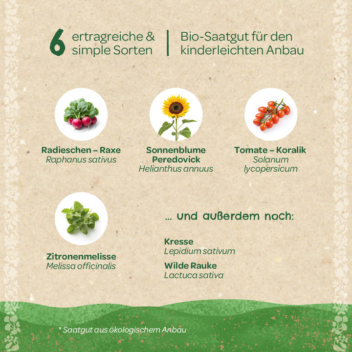 Seis semillas de hortalizas orgánicas de alto rendimiento y fácil cultivo, que incluyen rábano, girasol, tomate, melisa, berro y rúcula silvestre, sobre un fondo beige con decoración verde.