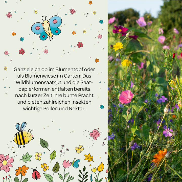 La mitad izquierda de la imagen muestra texto sobre semillas de flores silvestres, ilustrado con flores coloridas, mariposas y abejas; la mitad derecha de la imagen muestra un prado de flores colorido y floreciente en el jardín.