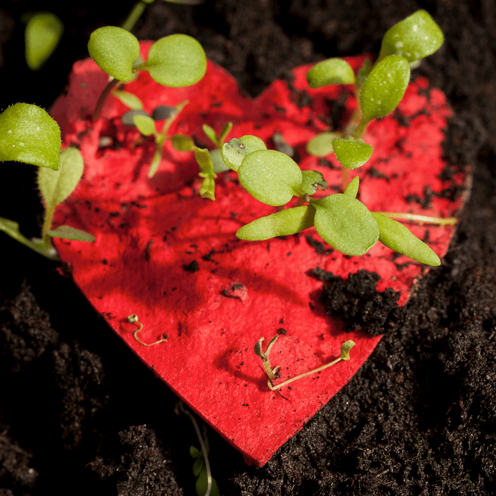Papel rojo en forma de corazón con plántulas verdes sobre él, en tierra oscura.