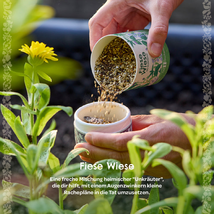 Dos manos vierten una mezcla de semillas de una taza etiquetada "Nasty Meadow" en un recipiente más pequeño al lado de una planta con flores amarillas en el jardín.