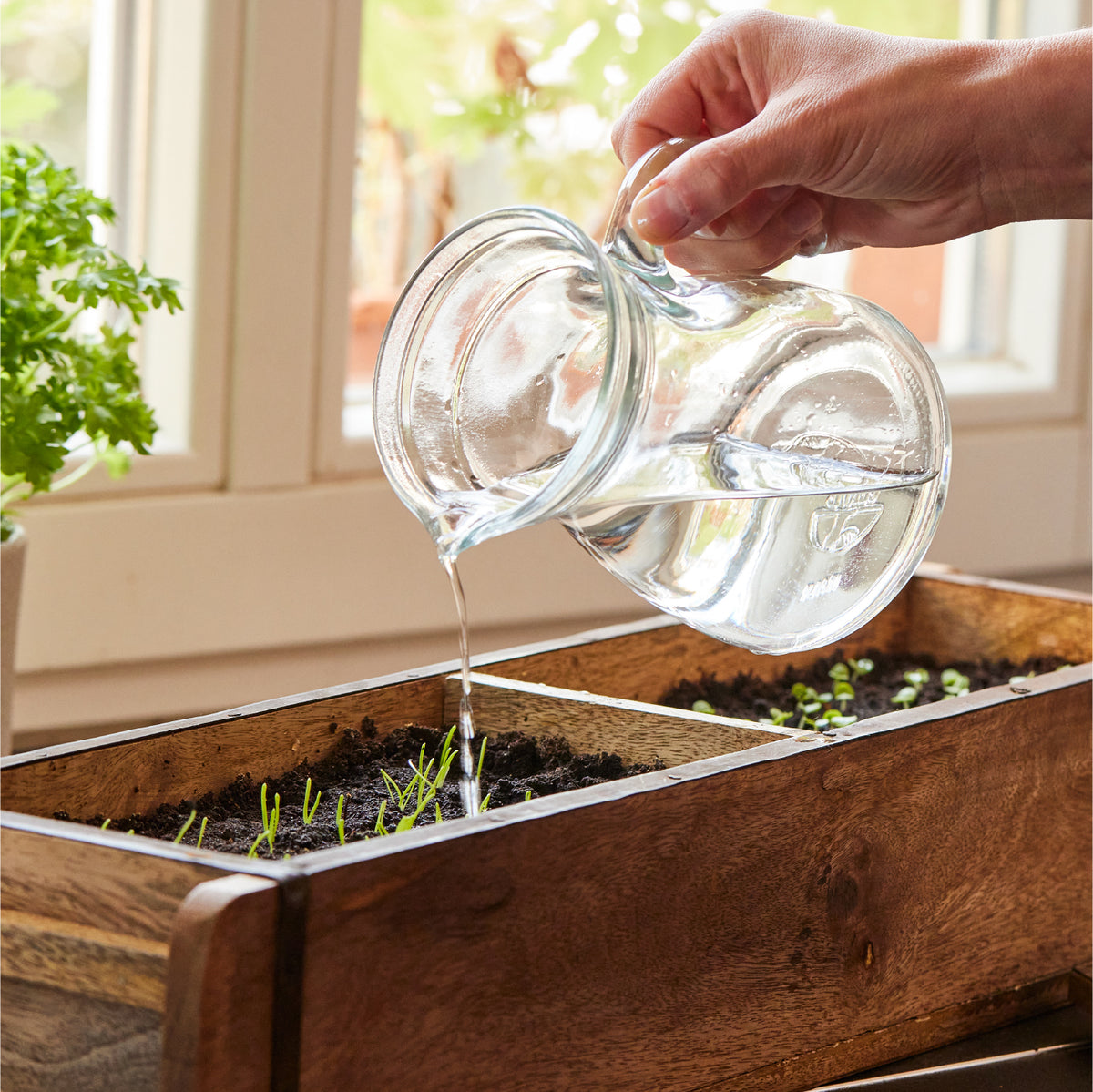 Una mano vierte agua de una jarra de vidrio en una maceta de madera con plantas jóvenes en el alféizar de una ventana.