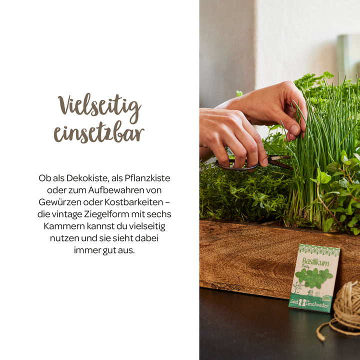 Las manos cortan hierbas frescas en una caja de madera, junto a ella hay un paquete de semillas de albahaca.