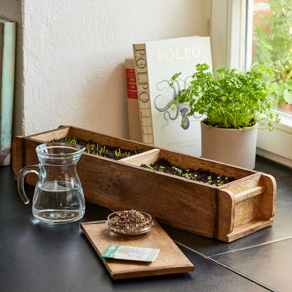 Macetero de madera con plantas jóvenes en el alféizar de una ventana, junto a él una jarra de cristal con agua, un pequeño recipiente con semillas, un libro y una maceta con hierbas frescas.