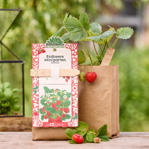 Planta de fresa en una maceta de papel marrón con frutos maduros e inmaduros, junto a ella un kit de cultivo de mini jardín de fresas.
