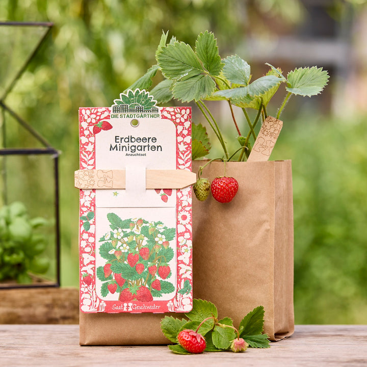 Planta de fresa en una maceta de papel marrón con frutos maduros e inmaduros, junto a ella un kit de cultivo de mini jardín de fresas.