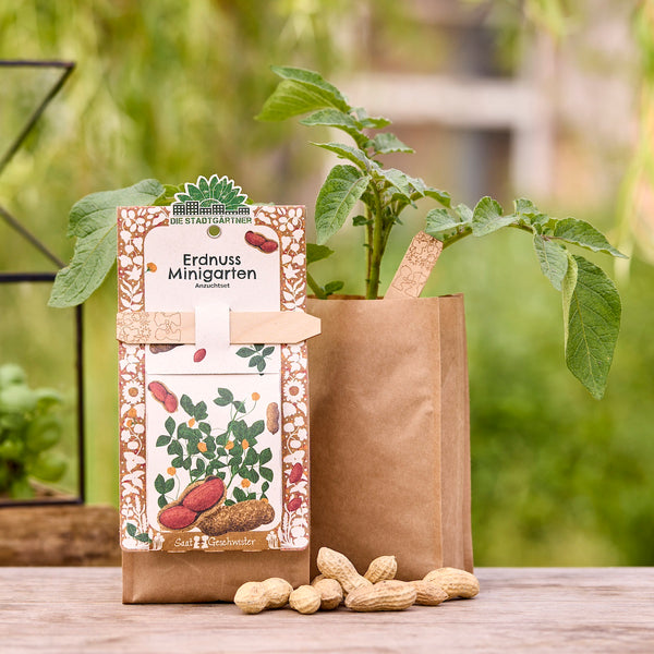 Kit de cultivo de mini huerto de maní con planta de maní en bolsa de papel marrón y maní sobre una mesa de madera al aire libre.